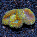 Brain Coral, Lobophyllia