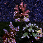 Maricultured Acropora Pack