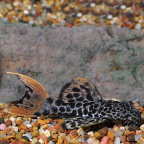 Redtail Leopard Pleco (L-114)