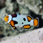 Captive-Bred Premium Picasso Percula Clownfish