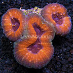 Open Brain Coral, Orange & Purple