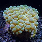  Aquacultured Micronesian Bubble Coral