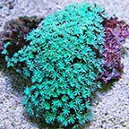 Green Pipe Organ Coral