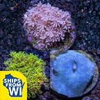 Premium Aquacultured Beginner Coral Packs