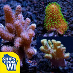 Assorted Maricultured Soft Coral 3 Pack