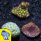 Assorted LPS Brain Coral 3 Pack