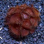 Colony Polyp, Nuclear Green 