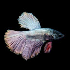 Halfmoon Copper Betta, Male – Tropical fish for freshwater aquariums