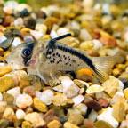 Loxozonus Catfish-Small