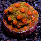 LiveAquaria® CCGC Aquacultured Green and Orange Cyphastrea Coral 