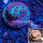 LiveAquaria® CCGC Aquacultured Green and Pink Cyphastrea Coral 