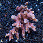 Pink and Blue Millepora Acropora Coral