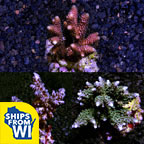 Assorted Maricultured SPS 3 Pack 