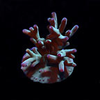 ORA® Aquacultured Hawkin's Blue echinata Coral