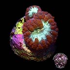 Aquacultured Red Australian Big Polyp Blastomussa Coral