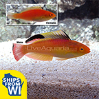 Nahacky's Fairy Wrasse