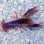 Debelius' Reef Lobster