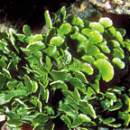 Marine Plants (Algae)