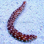 Sea Cucumber, Tiger Tail 