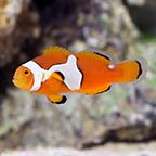 Semi Picasso Clownfish, Captive-Bred