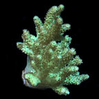 ORA® Aquacultured Sinularia Finger Leather Coral