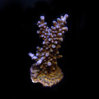 ORA® Aquacultured Indo Purple Tip Acropora Coral
