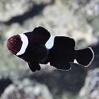 ORA® Captive-Bred Misbar Black & White Ocellaris Clownfish