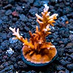 ORA® Aquacultured Scorchin’ Torch Acropora Coral