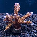 ORA® Aquacultured Skinny Miami Acropora Coral