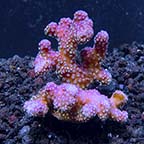  Aquacultured Stellar Stylophora Coral
