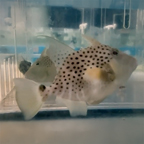 Golden Heart Triggerfish