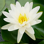 Denver Hardy Water Lily