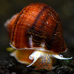 Albino Snail 