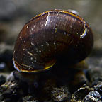 Black Mystery Snail