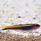  Captive-Bred Yellowline Goby