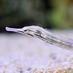 Dragonface Pipefish EXPERT ONLY