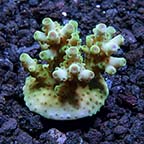 ORA® Aquacultured Skyline Granulosa Coral