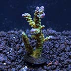  Aquacultured Blue Voodoo Acropora Coral