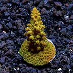 ORA® Aquacultured Micronesian Polystoma Table Acropora Coral
