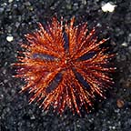  Aquacultured Red Tuxedo Urchin