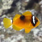 ORA® Captive-Bred Deluxe Clarkii Clownfish