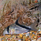 Melini Corydoras Catfish