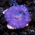 ORA® Aquacultured Purple Bullseye Rhodactis Mushroom Coral