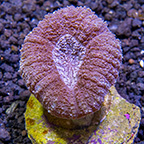 ORA® Lobophyllia Coral