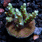 ORA Orchid Berry Coral