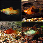 LiveAquaria® Premium THE RONA Freshwater Fish Pack 