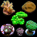 LiveAquaria® CCGC Aquacultured Coral Frag 5-Pack, Gold