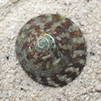 Radiate Top Shell Snail