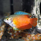 Gouramis: Dwarf Gouramis and other Gourami Fish Species
