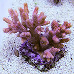 Pink Millepora Acropora Coral